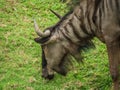 Common Wildebeest or gnu on lawn Royalty Free Stock Photo