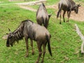 Common Wildebeest or gnu on lawn Royalty Free Stock Photo