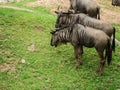 Common Wildebeest or gnu on lawn Royalty Free Stock Photo