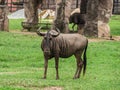 Common Wildebeest or gnu on lawn Royalty Free Stock Photo