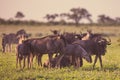 Common Wildebeest herd fgrazing at Mooiplas Royalty Free Stock Photo