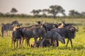 Common Wildebeest herd foraging on grass of Mooiplas