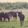 Common Wildebeest herd foraging on grass square Royalty Free Stock Photo