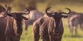 Common Wildebeest herd grazing Royalty Free Stock Photo