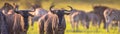 Common Wildebeest herd grazing panorama Royalty Free Stock Photo