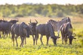 Common Wildebeest herd with zebra Royalty Free Stock Photo