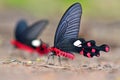 Common Windmill Butterfly Royalty Free Stock Photo