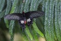 Common Windmill Butterfly Royalty Free Stock Photo