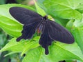 Common Windmill Butterfly Royalty Free Stock Photo