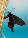 Common Windmill butterfly underside Royalty Free Stock Photo