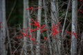 Common Winterberry ilex verticillata in a Wisconsin forest, in November Royalty Free Stock Photo