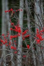 Common Winterberry ilex verticillata in a Wisconsin forest, in November Royalty Free Stock Photo