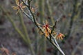 Common witch hazel Hamamelis virginiana f. macrophyla with orange flowers on a twig
