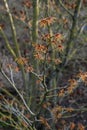 Common witch hazel Hamamelis virginiana f. macrophyla shrub with orange flowers