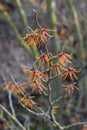 Common witch hazel Hamamelis virginiana f. macrophyla shrub with orange-yellow flowers