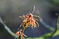 Common witchhazelÂ Hamamelis virginiana f. macrophyla orange flowers on a twig