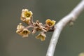 Common Witchhazel Hamamelis virginiana after the flowering, only sepals