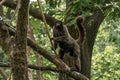 Common wolly monkey, lagothrix lagotricha Royalty Free Stock Photo