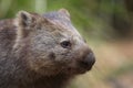 Common Wombat close up portrait Royalty Free Stock Photo