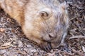 Common Wombat Royalty Free Stock Photo