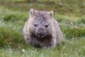Common Wombat Royalty Free Stock Photo