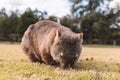 Common Wombat eating grass in a field. Royalty Free Stock Photo