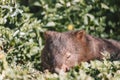 Common Wombat eating grass in a field. Royalty Free Stock Photo