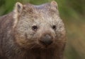 Common wombat face close up Royalty Free Stock Photo