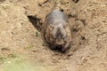 Common wombat Royalty Free Stock Photo