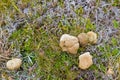 Common Wombat leaving poo, feces on green grass at Cradle mountain, Tasmania, Australia. Royalty Free Stock Photo