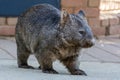 Wombat in urban setting in Australia