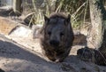 A Common Wombat (Vombatus ursinus)