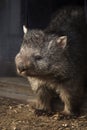 Common wombat Vombatus ursinus Royalty Free Stock Photo