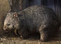 Common wombat Vombatus ursinus Royalty Free Stock Photo