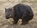 Common wombat Vombatus ursinus Royalty Free Stock Photo