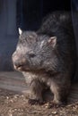 Common wombat (Vombatus ursinus). Royalty Free Stock Photo