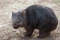 Common wombat (Vombatus ursinus). Royalty Free Stock Photo