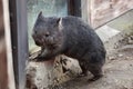 Common wombat (Vombatus ursinus). Royalty Free Stock Photo