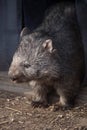 Common wombat (Vombatus ursinus). Royalty Free Stock Photo