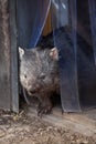 Common wombat (Vombatus ursinus). Royalty Free Stock Photo