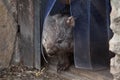 Common wombat (Vombatus ursinus). Royalty Free Stock Photo