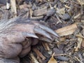 A Common Wombats long nails. Royalty Free Stock Photo