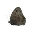 Common wood nymph butterfly Royalty Free Stock Photo