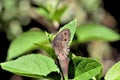 Common Wood Nymph Butterfly on leaf. Royalty Free Stock Photo