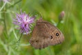 Common wood-nymph butterfly on purple wildflower in the grasslands of the Crex Meadows Wildlife Area in Northern Wisconsin Royalty Free Stock Photo