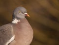 Common wood pidgeon