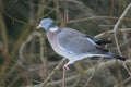 Common wood pigeon Royalty Free Stock Photo