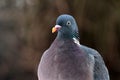 Common wood pigeon ( Columba palumbus ) Royalty Free Stock Photo