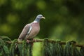 Common Wood Pigeon Royalty Free Stock Photo