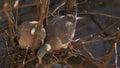 Common wood pigeon, Columba palumbus.